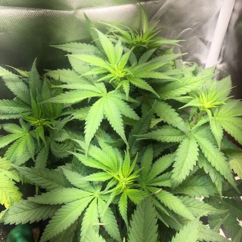 Gorilla Glue #4 growlog timeline photo