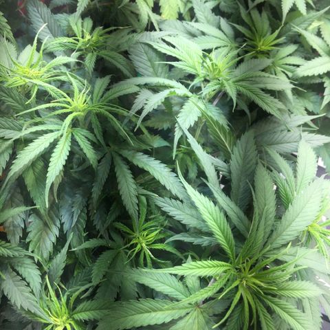 Gorilla Glue #4 growlog timeline photo