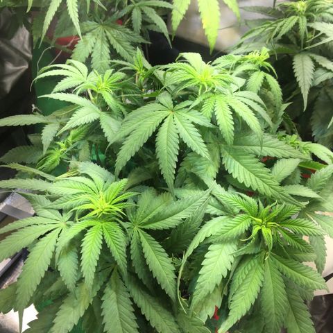 Gorilla Glue #4 growlog photo: Colocamos o duto pra dentro do grow