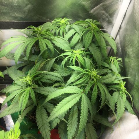 Gorilla Glue #4 growlog photo: Colocamos o duto pra dentro do grow