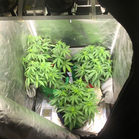 Gorilla Glue #4 growlog photo: Colocamos o duto pra dentro do grow