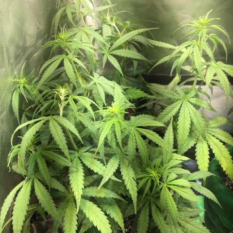 Gorilla Glue #4 growlog photo: Colocamos o duto pra dentro do grow