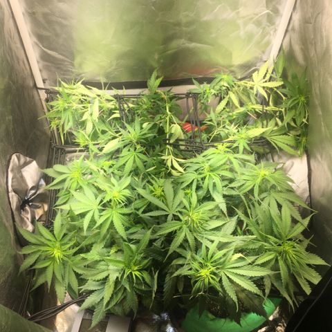 Gorilla Glue #4 growlog photo: Scrog