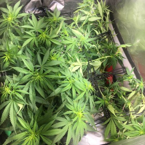 Gorilla Glue #4 growlog photo: Scrog