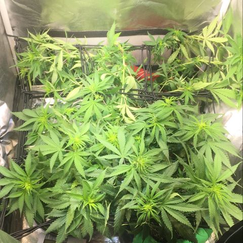 Gorilla Glue #4 growlog timeline photo
