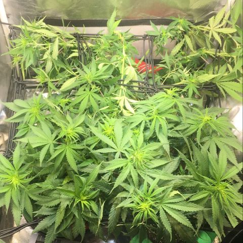 Gorilla Glue #4 growlog timeline photo