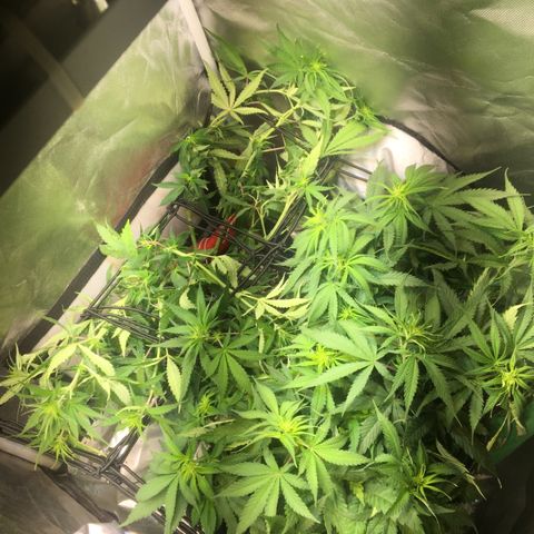 Gorilla Glue #4 growlog photo: Scrog