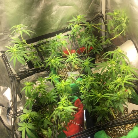 Gorilla Glue #4 growlog photo: Desfiliação 
