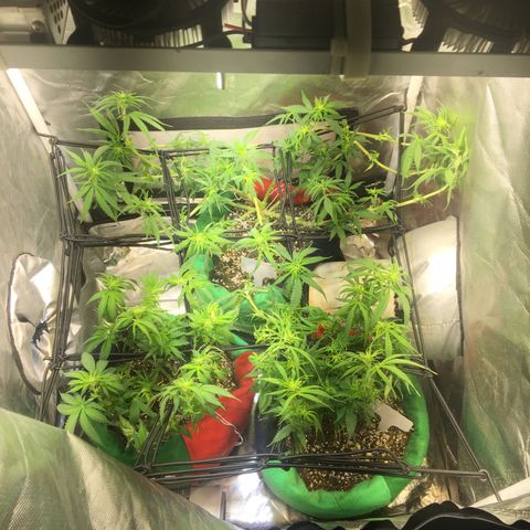 Gorilla Glue #4 growlog timeline photo