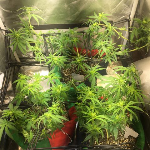 Gorilla Glue #4 growlog timeline photo