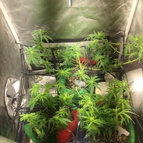 Gorilla Glue #4 growlog timeline photo