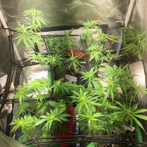 Gorilla Glue #4 growlog timeline photo