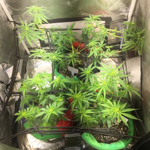 Gorilla Glue #4 growlog timeline photo
