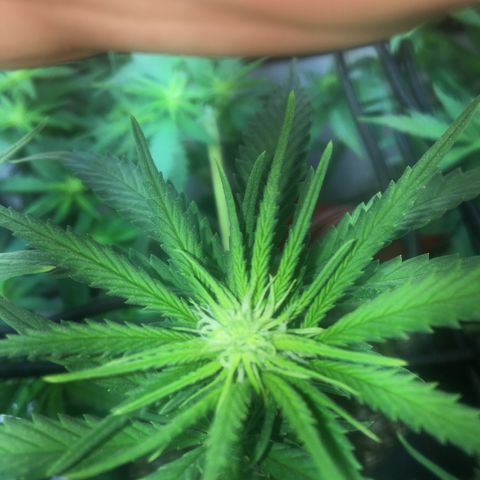 Gorilla Glue #4 growlog timeline photo