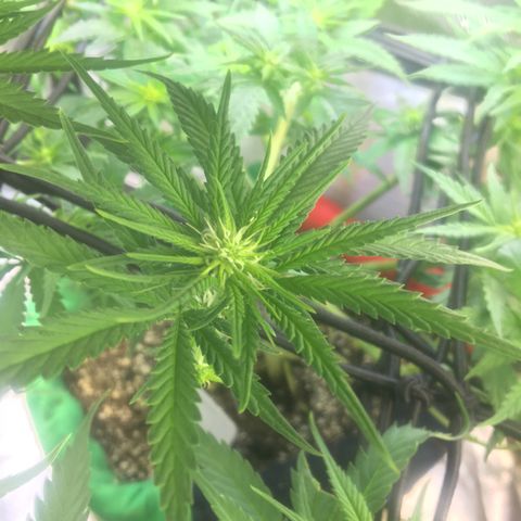 Gorilla Glue #4 growlog timeline photo