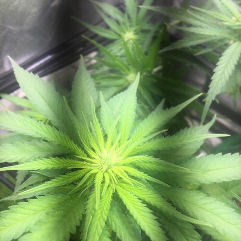 Gorilla Glue #4 growlog timeline photo