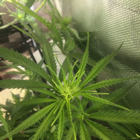 Gorilla Glue #4 growlog timeline photo