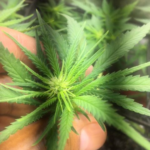 Gorilla Glue #4 growlog timeline photo