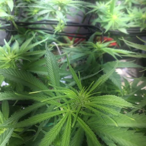 Gorilla Glue #4 growlog timeline photo