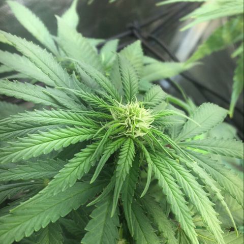 Gorilla Glue #4 growlog timeline photo