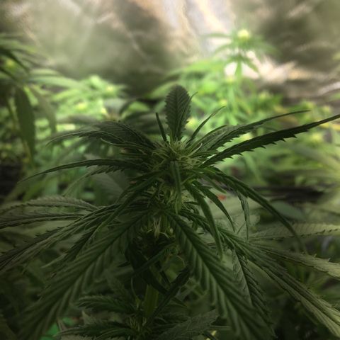 Gorilla Glue #4 growlog timeline photo