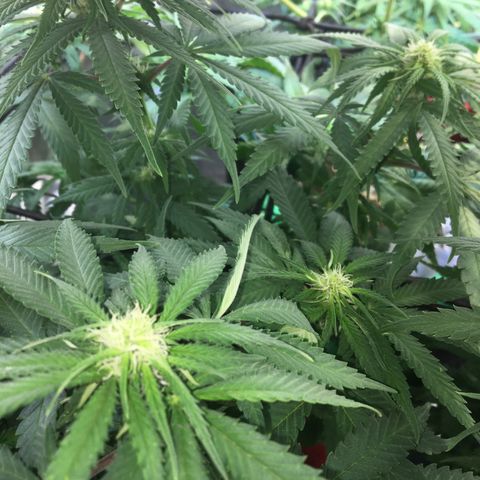Gorilla Glue #4 growlog timeline photo