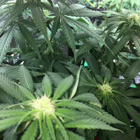 Gorilla Glue #4 growlog timeline photo