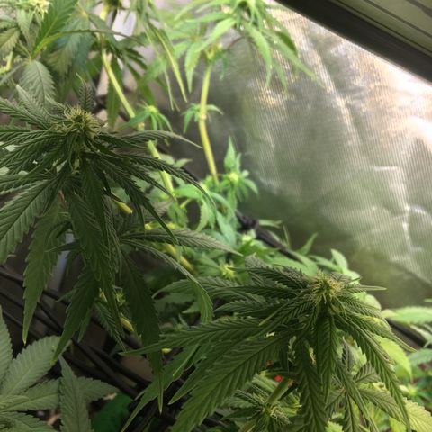 Gorilla Glue #4 growlog timeline photo