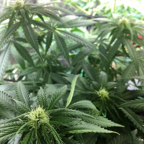 Gorilla Glue #4 growlog timeline photo