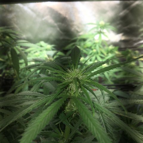 Gorilla Glue #4 growlog timeline photo