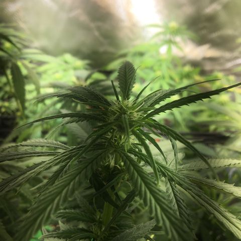 Gorilla Glue #4 growlog timeline photo