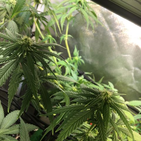 Gorilla Glue #4 growlog timeline photo