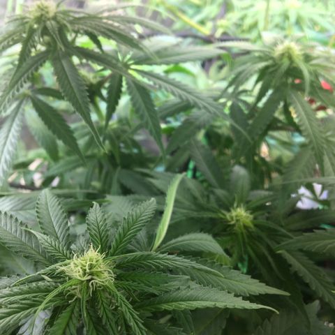 Gorilla Glue #4 growlog timeline photo