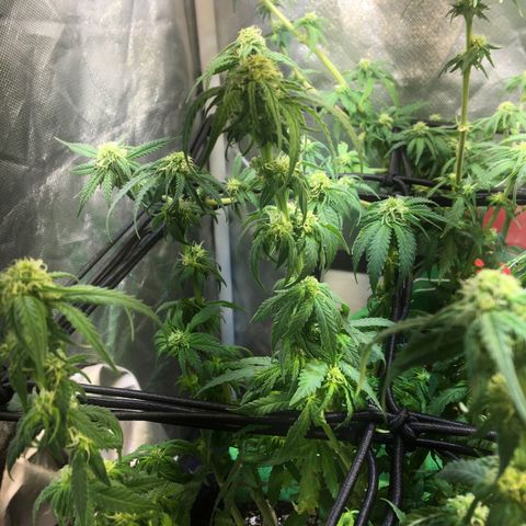 Gorilla Glue #4 growlog photo: Desfiliação final, semana 3 da flora