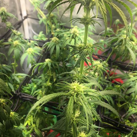 Gorilla Glue #4 growlog photo: Desfiliação final, semana 3 da flora