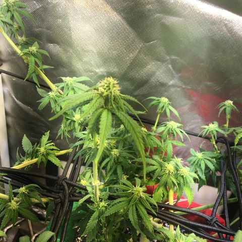 Gorilla Glue #4 growlog photo: Desfiliação final, semana 3 da flora
