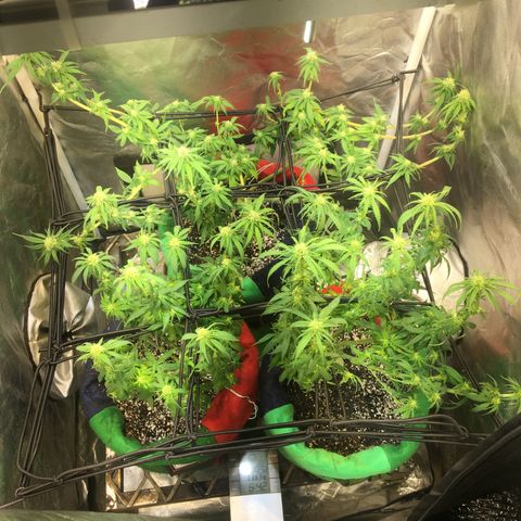 Gorilla Glue #4 growlog photo: Desfiliação final, semana 3 da flora