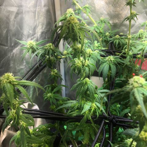 Gorilla Glue #4 growlog photo: Desfiliação final, semana 3 da flora