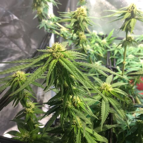 Gorilla Glue #4 growlog timeline photo