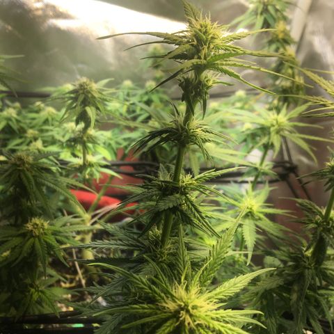 Gorilla Glue #4 growlog timeline photo