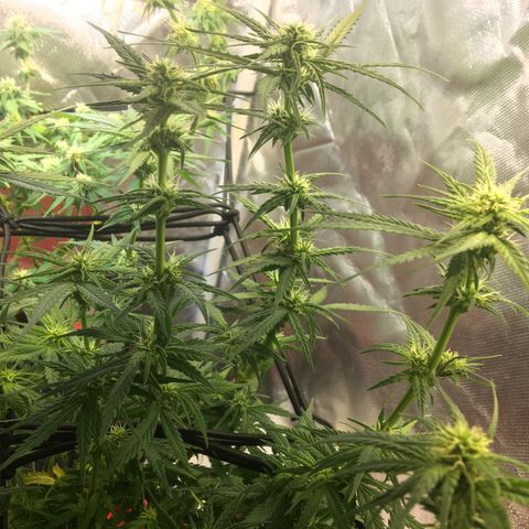Gorilla Glue #4 growlog timeline photo