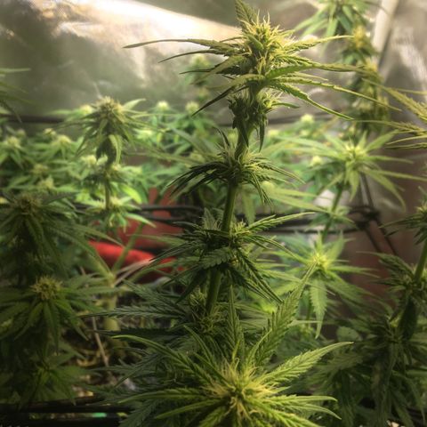 Gorilla Glue #4 growlog timeline photo