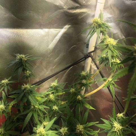 Gorilla Glue #4 growlog timeline photo
