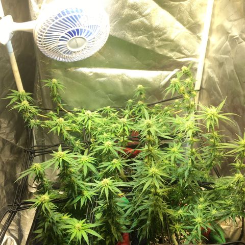 Gorilla Glue #4 growlog timeline photo