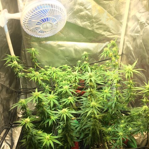 Gorilla Glue #4 growlog timeline photo