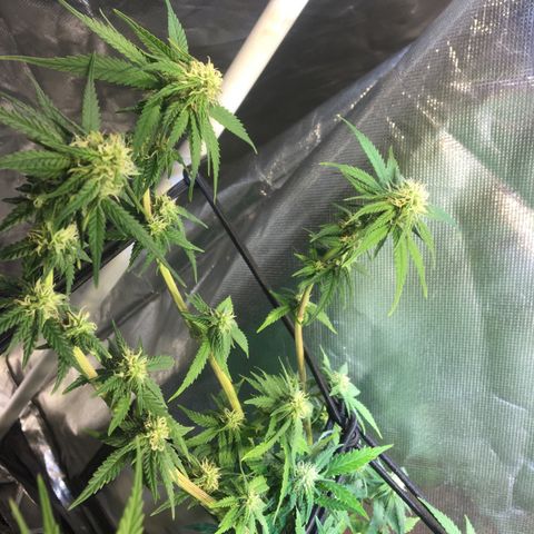 Gorilla Glue #4 growlog timeline photo