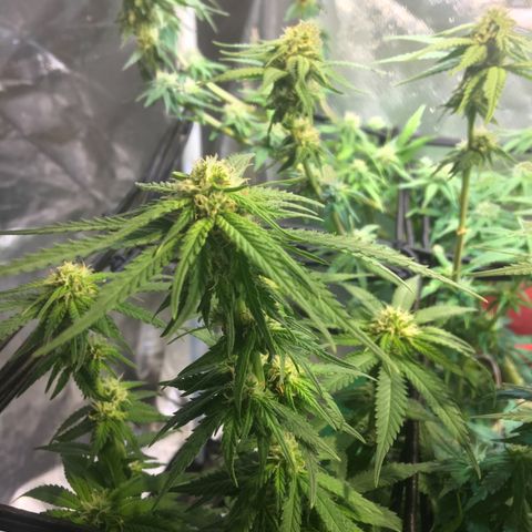 Gorilla Glue #4 growlog timeline photo