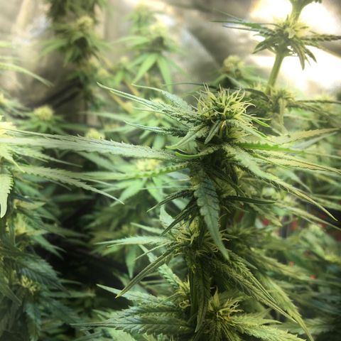 Gorilla Glue #4 growlog timeline photo