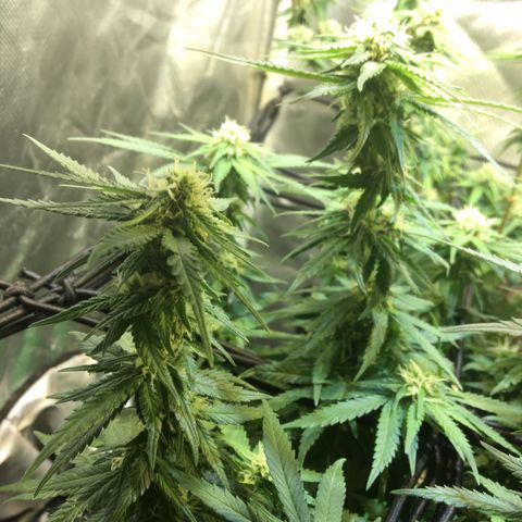 Gorilla Glue #4 growlog timeline photo