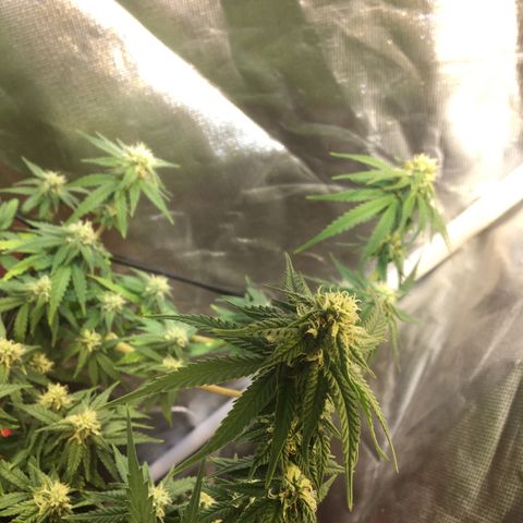 Gorilla Glue #4 growlog timeline photo